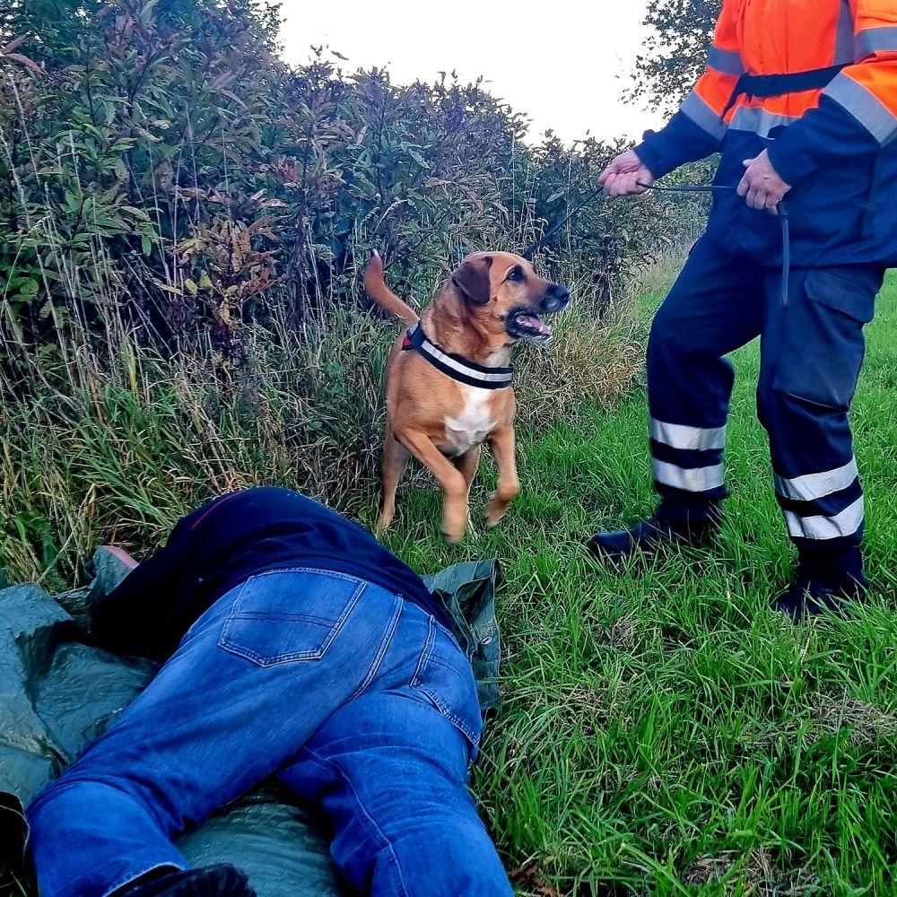 Hund alarmiert Hundeführer bei gefundener Person